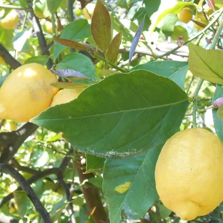 Апартаменты Casa Delfino *