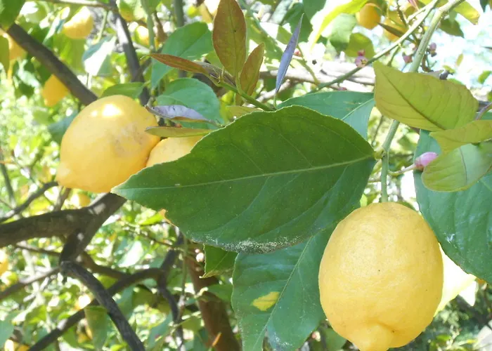 Apartment Casa Delfino *