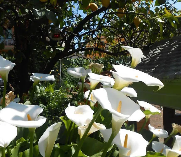 Casa Delfino Apartment Diano Marina